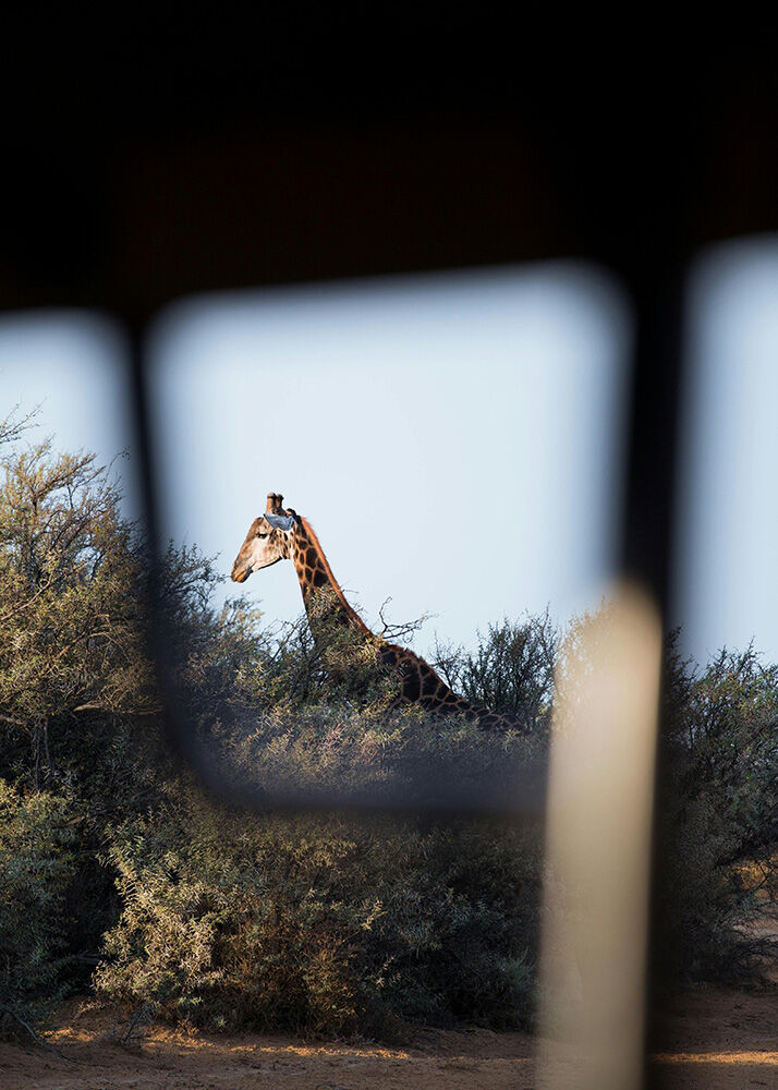 Giraffe dans le Serengeti