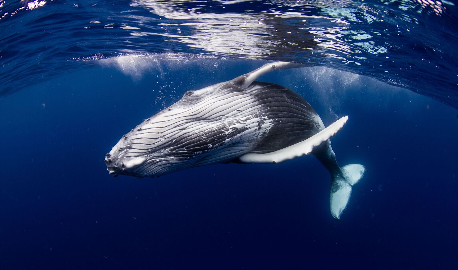 continents insolites baleine Polynésie