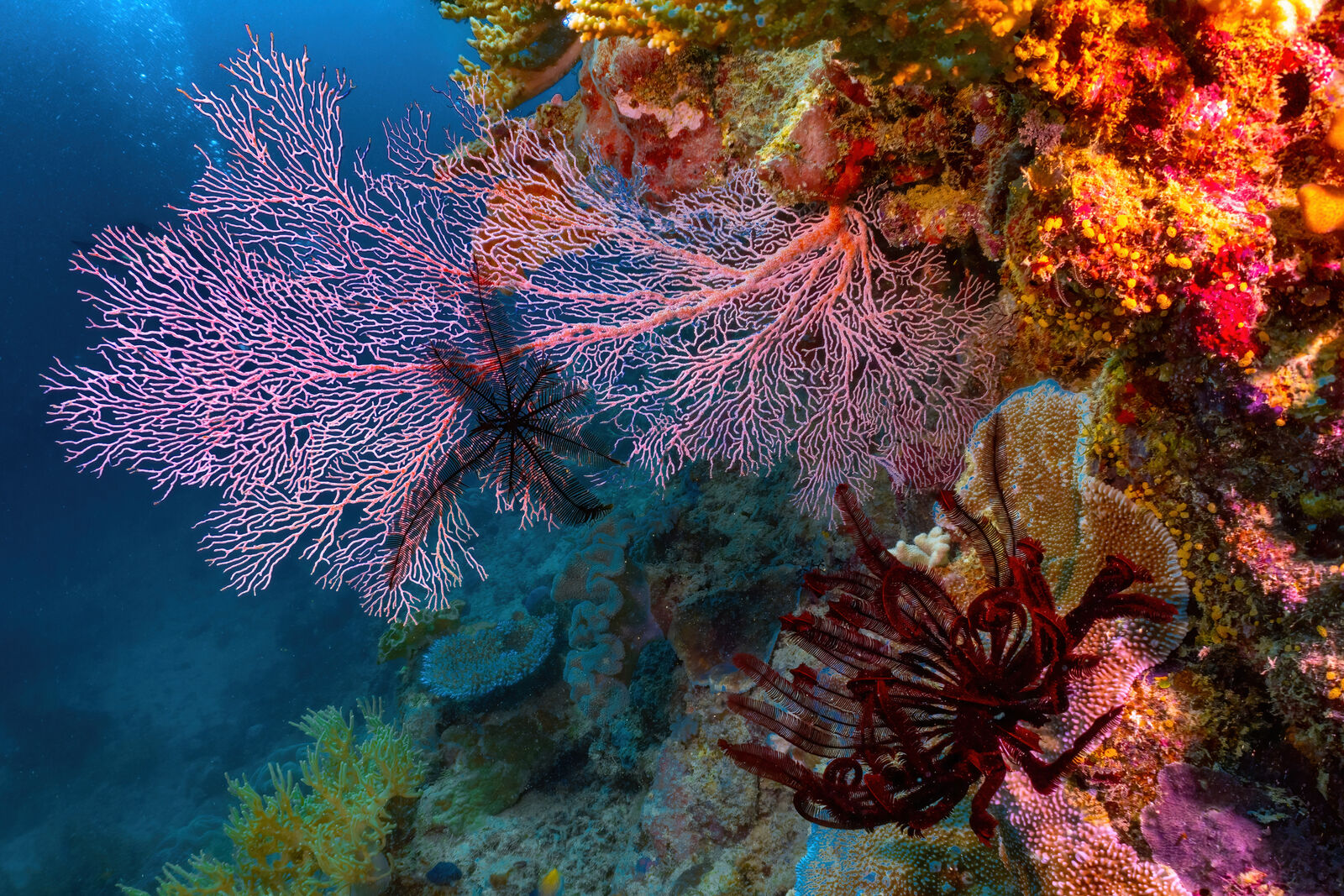 Coraux en éventail, Grande Barrière de Corail