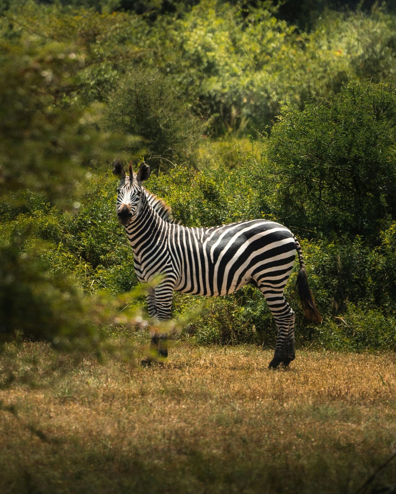 Rencontre avec un zèbre lors d'un safari en Tanzanie