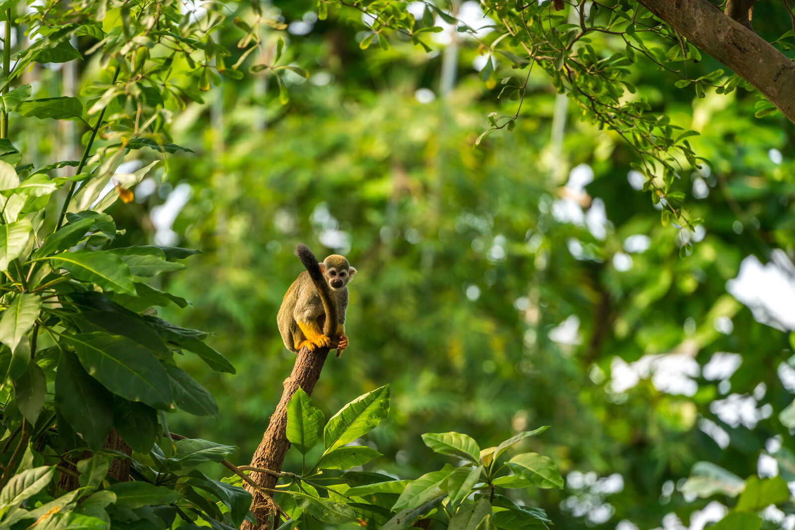 Singe-écureuil sur un tronc d’arbre