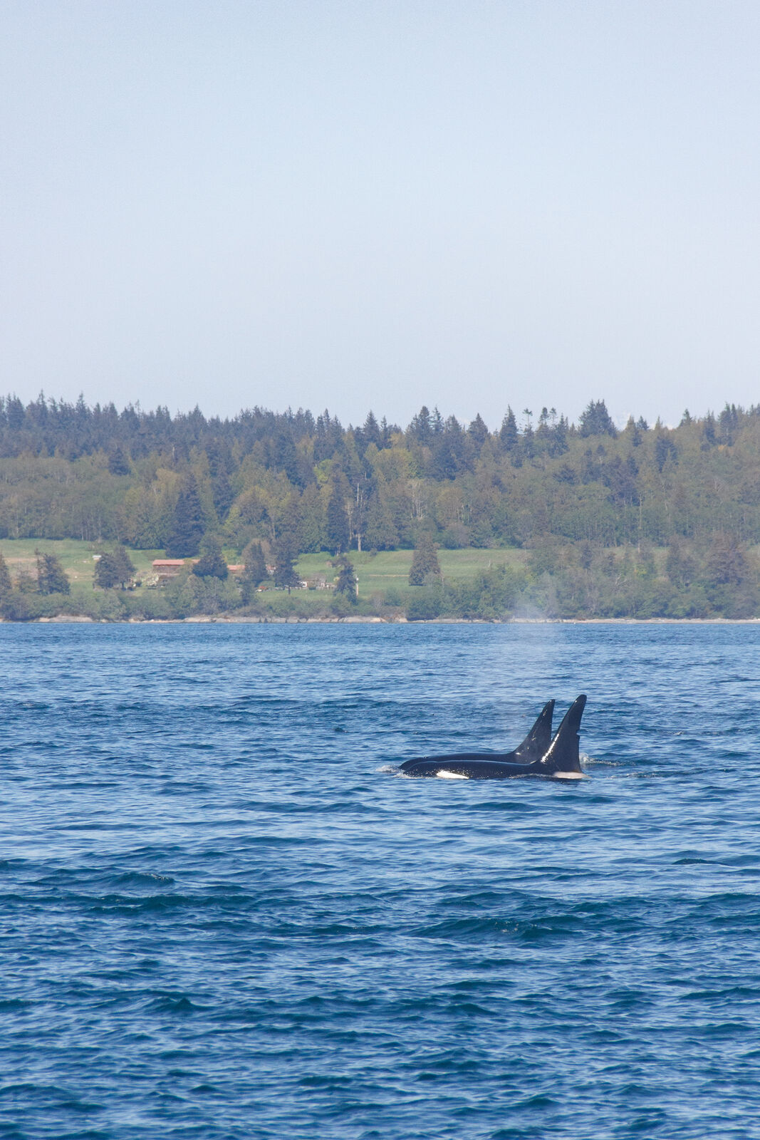 Deux épaulards migrateurs, détroit de Johnstone, île de Vancouver.