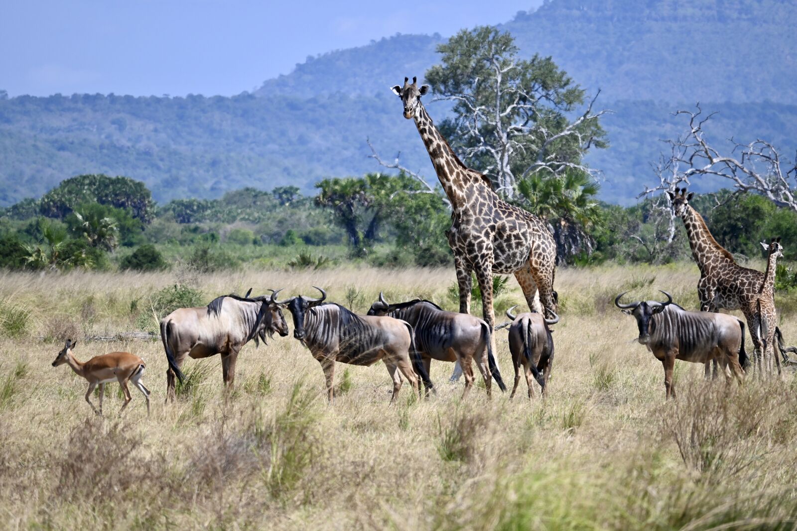 Rencontre animalière lors d'un safari en Tanzanie