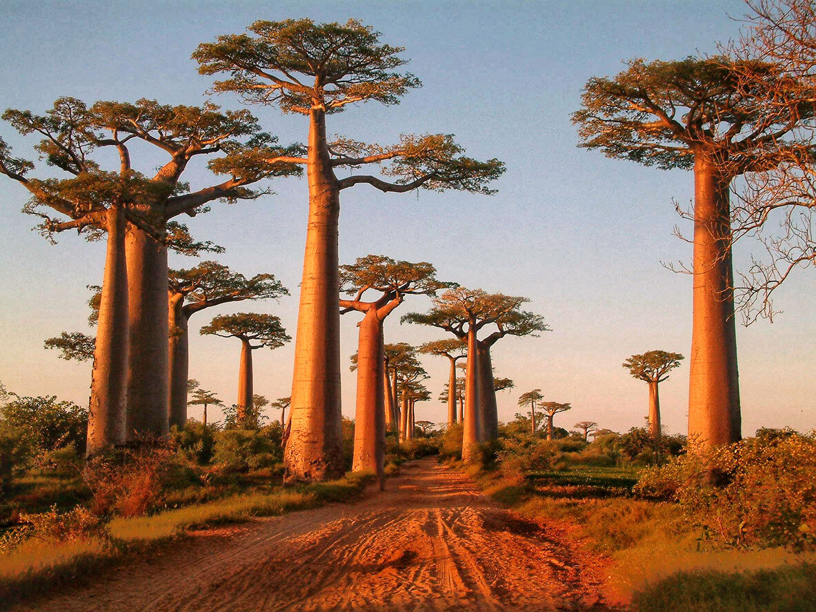 Depuis une allée de baobabs à Madagascar