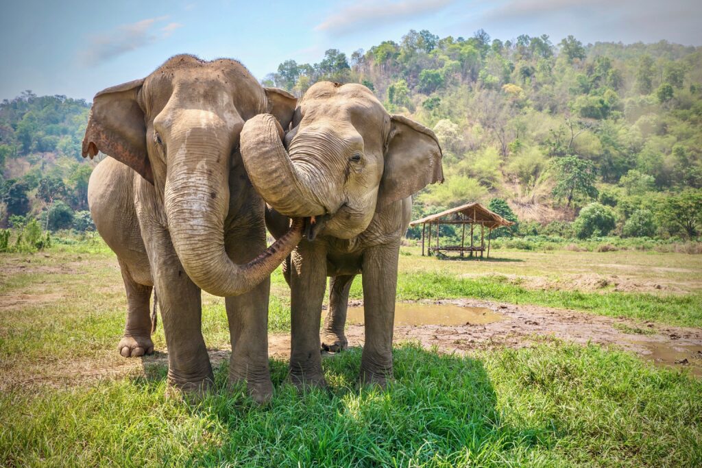 La fin du tourisme avec les éléphants en Asie