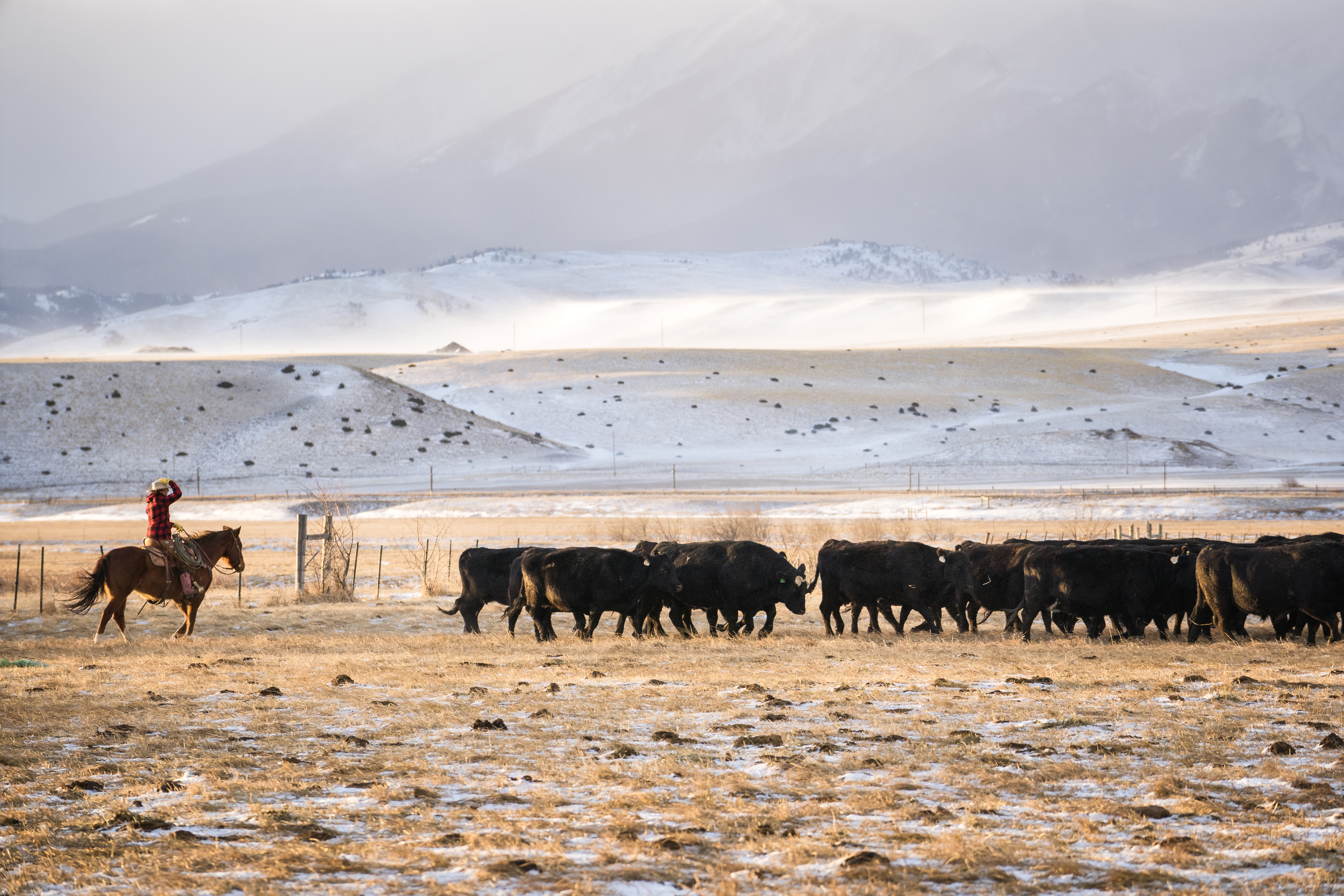 Cowgirl riding a horse herds beef cattle in Absaroka Mountains