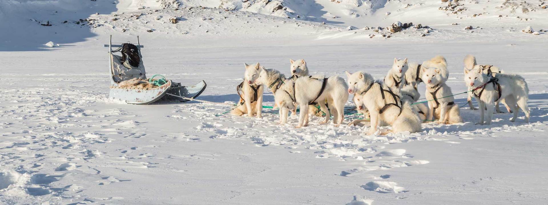 Raid avec des chiens au Spitzberg